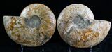 Huge Split Ammonite Pair - Agatized #7223-3